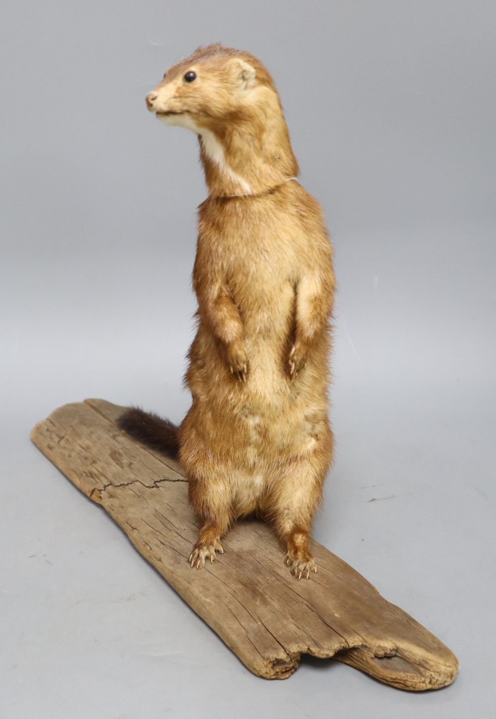 A taxidermic weasel, height 33cm